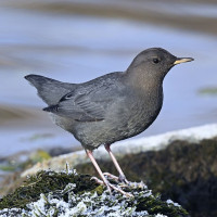 American Dipper